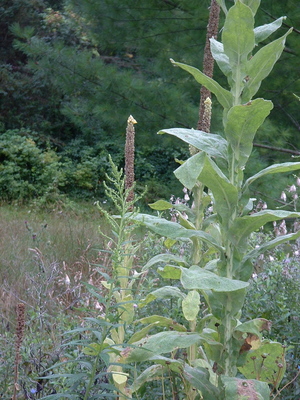 mullein flowers.jpg